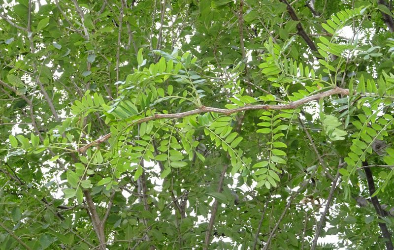 Gleditsia triacanthos var. inermis - Fabaceae